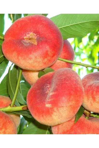 Prunus persica ‘Pink Ring’